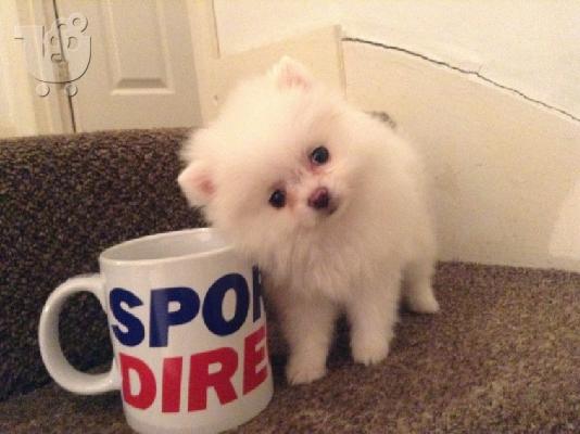 Πώληση Pomeranian σκύλοι και κουτάβια